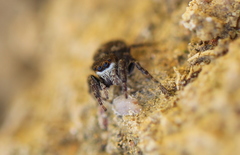 Bianor albobimaculatus