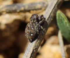 Bianor albobimaculatus