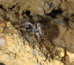 Bianor albobimaculatus