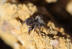 Bianor albobimaculatus