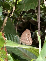 Mycalesis visala
