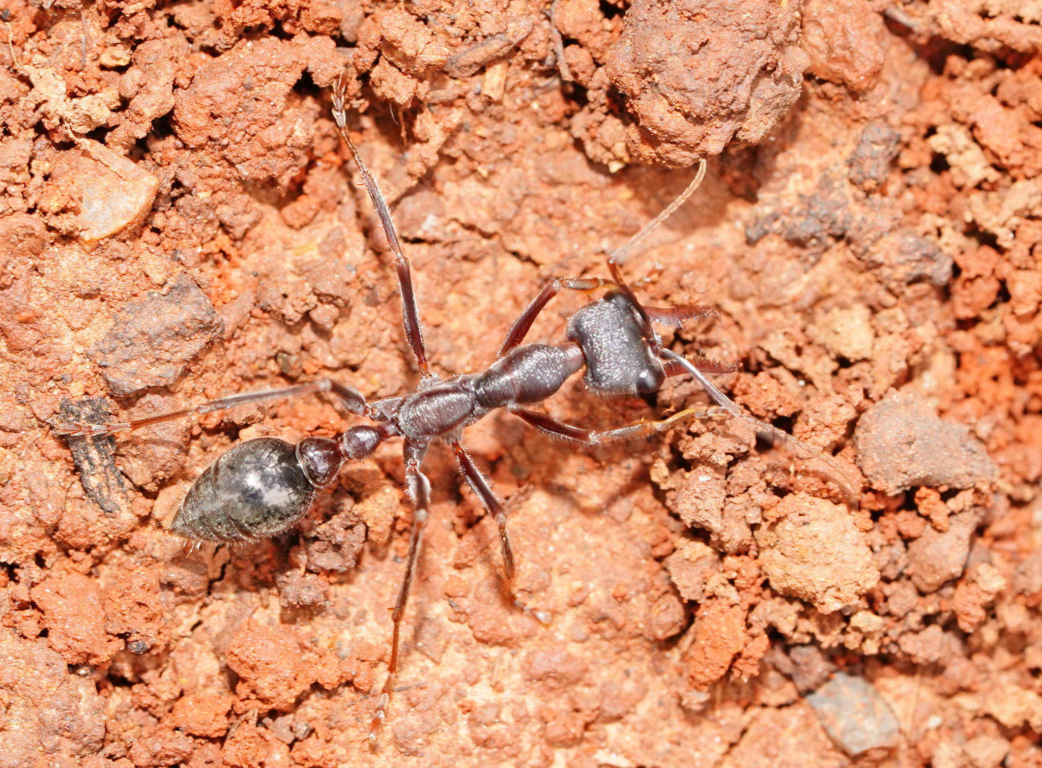 Myrmecia gulosa
