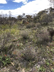 Caladenia polychroma