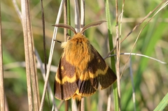 Lemonia dumi