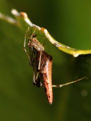 Rhomphaea urquharti