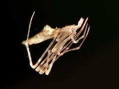 Rhomphaea urquharti