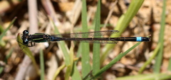 Ischnura senegalensis