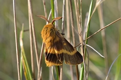 Lemonia dumi