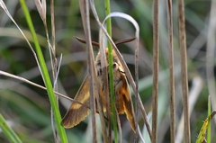Lemonia dumi