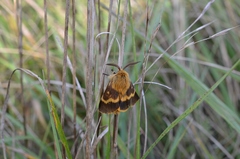 Lemonia dumi