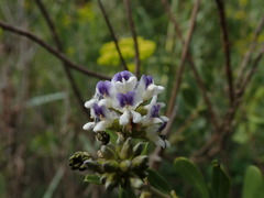 Psoralea wilmsii
