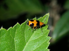Aulacophora hilaris