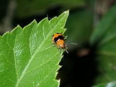 Aulacophora hilaris