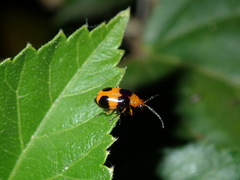 Aulacophora hilaris