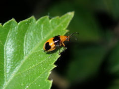 Aulacophora hilaris