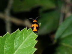 Aulacophora hilaris