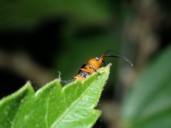 Aulacophora hilaris