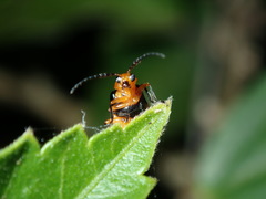 Aulacophora hilaris