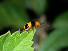 Aulacophora hilaris