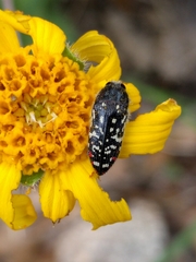 Acmaeodera rubronotata