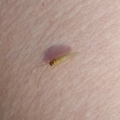 Sisyra iridipennis