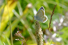 Aricia artaxerxes allous
