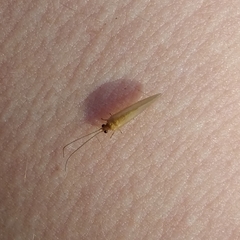 Sisyra iridipennis