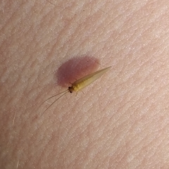 Sisyra iridipennis