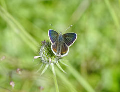 Aricia artaxerxes allous