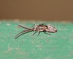 Paronellides