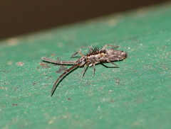 Paronellides