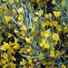 Cytisus oromediterraneus - Photo (c) Sylvain Piry, some rights reserved (CC BY-NC), uploaded by Sylvain Piry