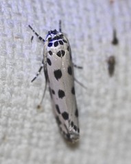 Ethmia sphaerosticha
