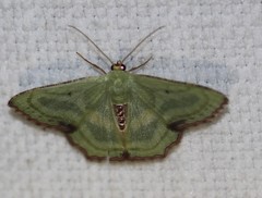 Metallochlora lineata