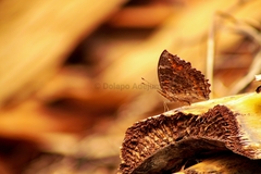 Precis octavia octavia