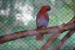 Eclectus