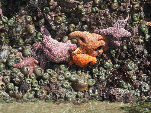 Ochre Sea Star, photo 8 of 9