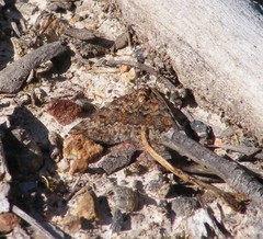 Dichromodes disputata