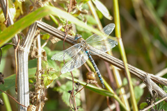 Aeshna mixta
