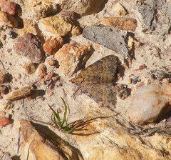 Dichromodes disputata