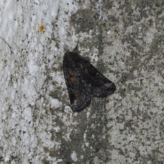 Bryophila vandalusiae