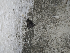 Bryophila vandalusiae