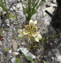 Moraea deltoidea