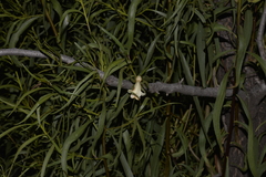 Eremophila bignoniiflora