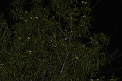 Eremophila bignoniiflora