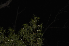 Eremophila bignoniiflora