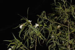 Eremophila bignoniiflora