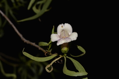 Eremophila bignoniiflora