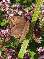 Maniola jurtina