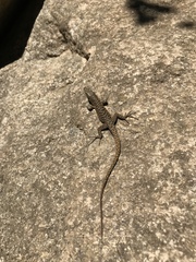 Archaeolacerta bedriagae